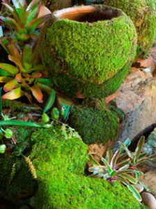 Moss covered garden pots